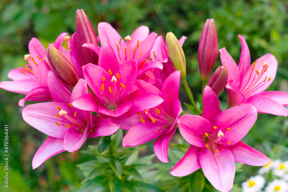 Beutiful pink lily (Lilium longiflorum) flower on green leaves background in the sunny summer garden. Closeup macro of blooming lily.