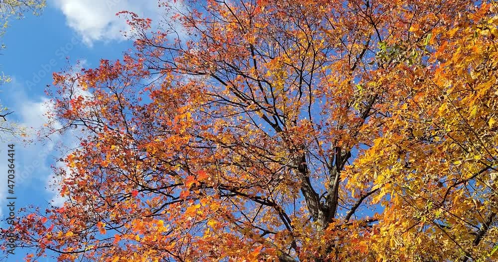 Beautiful Autumn Day in November with Changing Seasons. Colorful leaves on Pretty Tree in the Fall. Calm nature background scenery. Sunny golden and bright. Beautiful Autumn Day in November with Changing Seasons. Colorful leaves on Pretty Tree in the Fall. Calm nature background scenery. Sunny golden and bright.