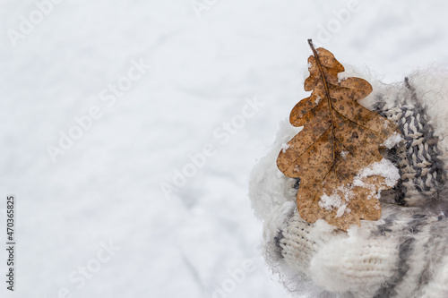Children's hands in light mittens hold a fallen oak leaf against the background of snow cover. Concept: greeting card, weather and season, Christmas, biology, plant growing, the world around.