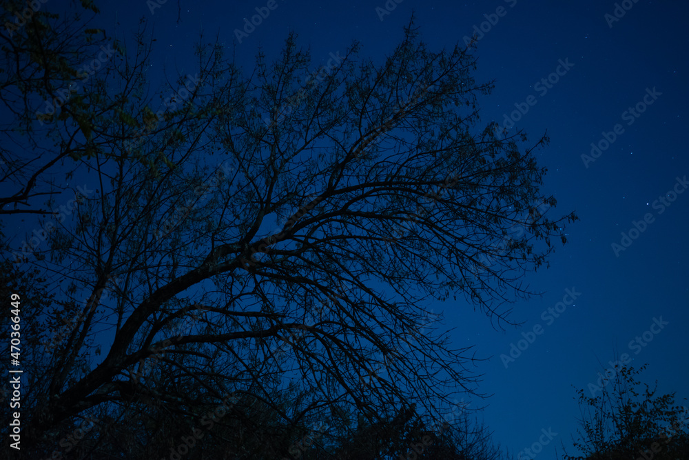 Branches of tree with rare foliage on the night starry sky background Branches of tree with rare foliage on the night starry sky background