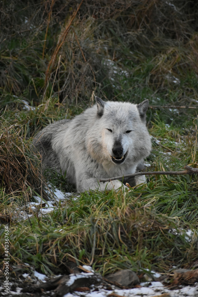 Obraz premium Animal