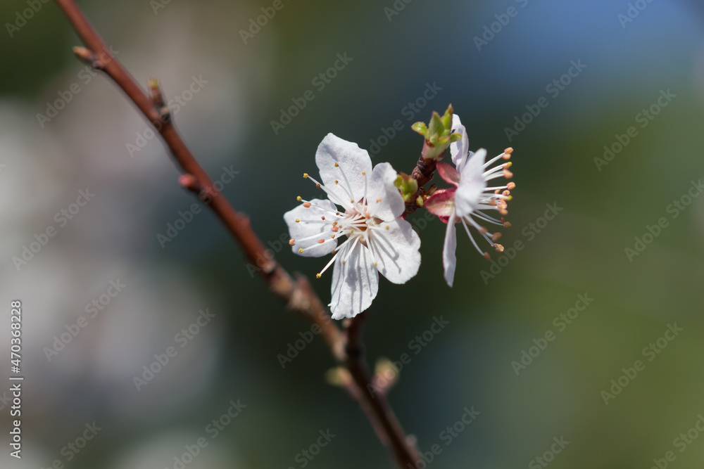 The common apricot (lat. Prunus armeniaca), of the family Rosaceae. Central Russia. The common apricot (lat. Prunus armeniaca), of the family Rosaceae. Central Russia.