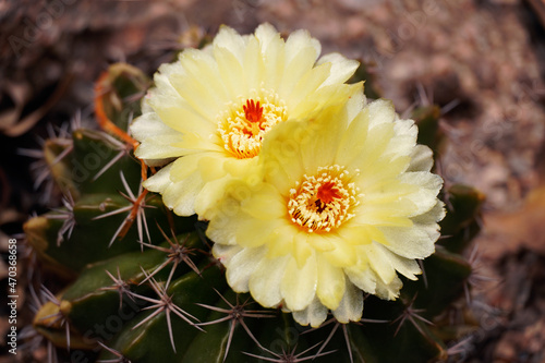 Two yellow flowers of a cactus together.