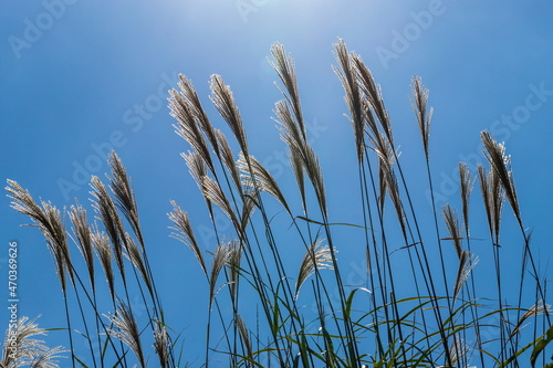 Japanese silver pampas grass against the blue sky , miscanthus sinensis