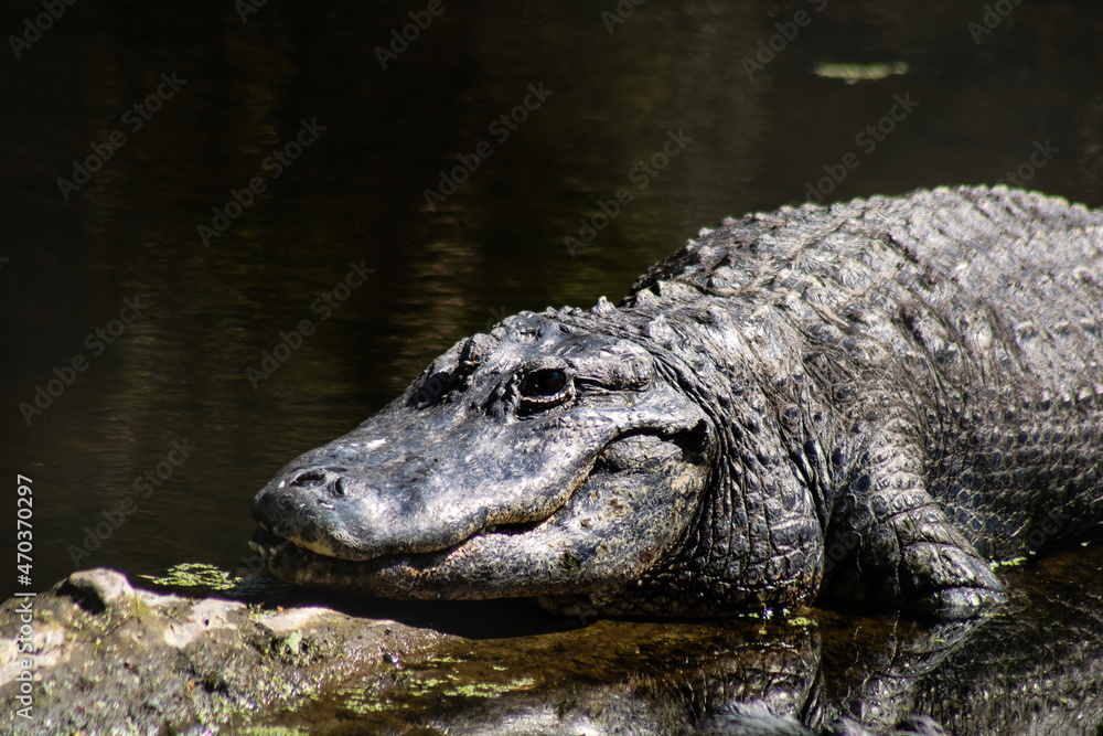 alligator in the swamp alligator in the swamp
