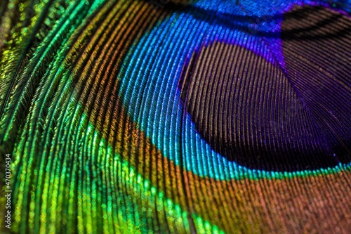  Peacock feather closeup. © Sunanda Malam