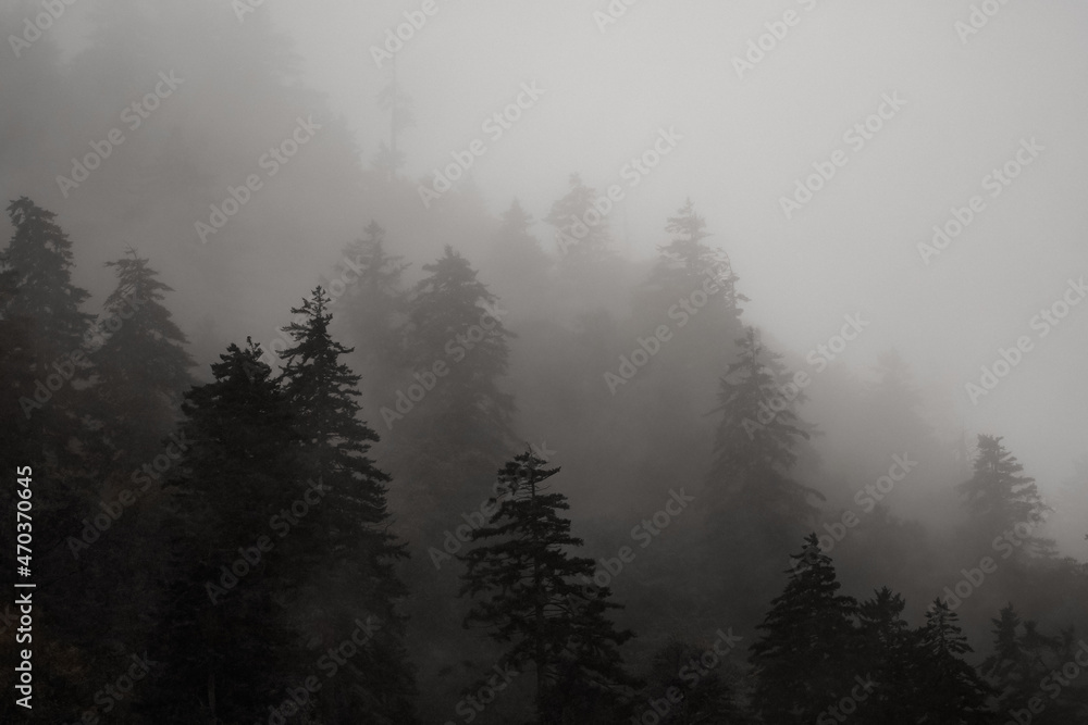 Foggy mountainside