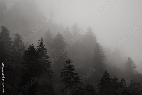 Foggy mountainside