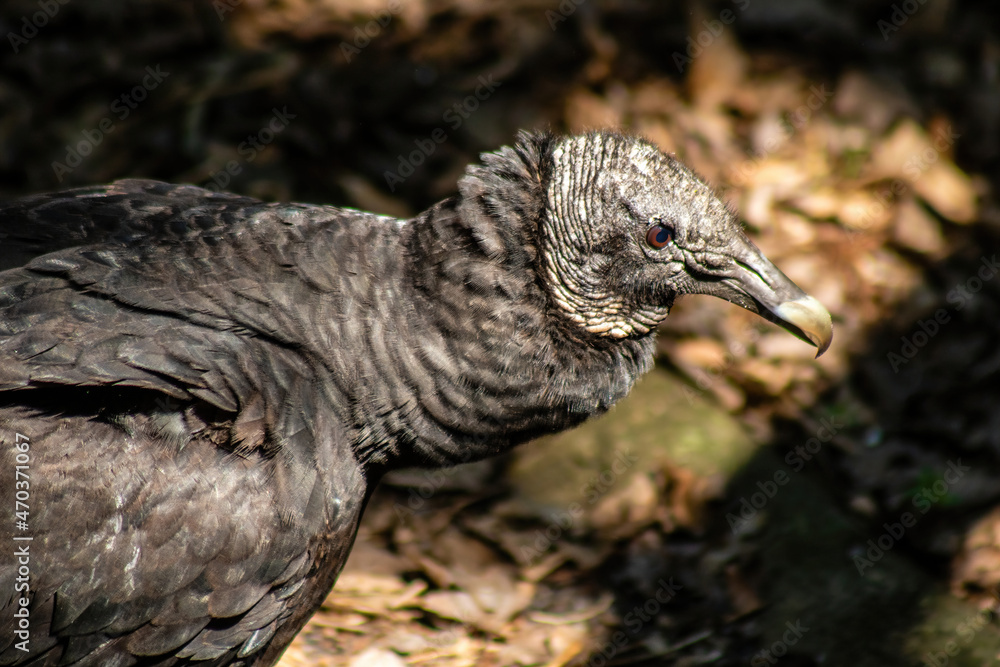 Naklejka premium Black vulture