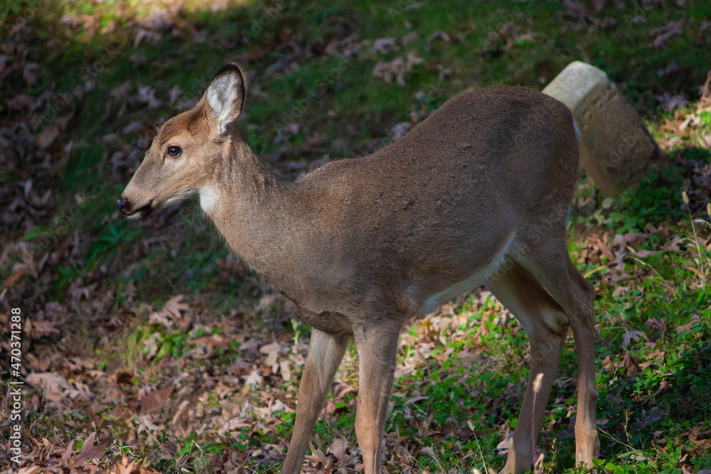 Fototapeta premium Young Whitetail Deer - Odocoileus virginianus