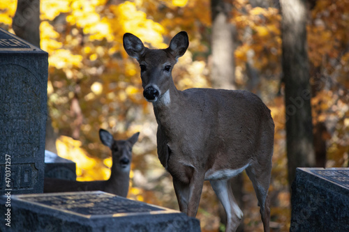 Whitetail Deer In The Shadows - Odocoileus virginianus
