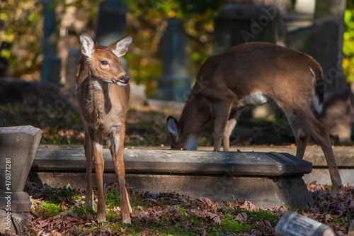 Young Whitetail Deer In A Cemetery - Odocoileus virginianus