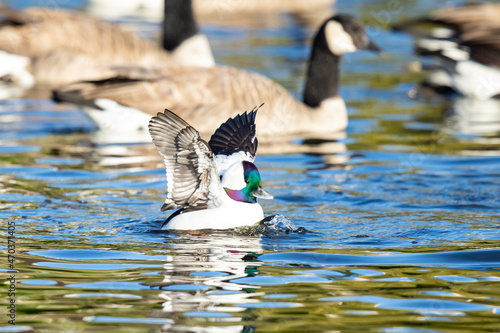 Male Bufflehead Duck Spreads His Wings Swimming Among Canada Geese photo