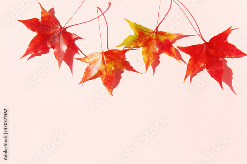 red autumn leaves background