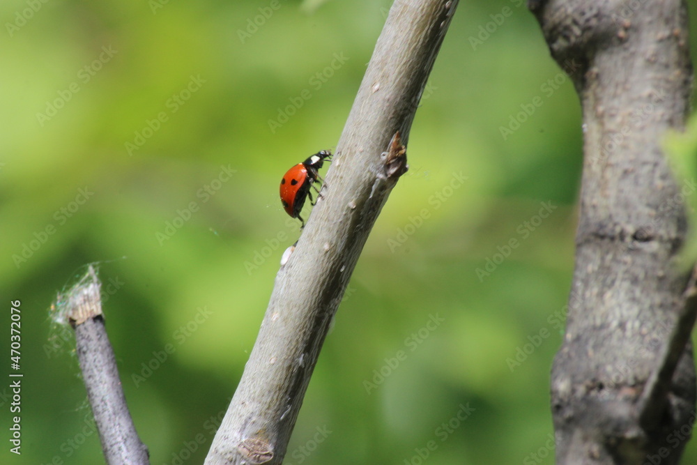 Ladybug Climbing up a branch against a green background Ladybug Climbing up a branch against a green background