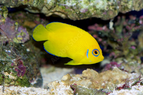 Lemonpeel Angelfish, Centropyge flavissima, a bright yellow dwarf or pygmy angelfish with a blue eye ring and highlights on the fin edges