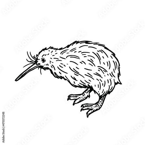 Vector black and white illustration  of a kiwi bird 