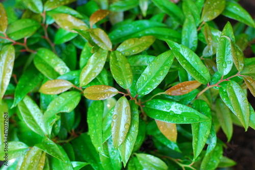 Morning Dew on the Leaves