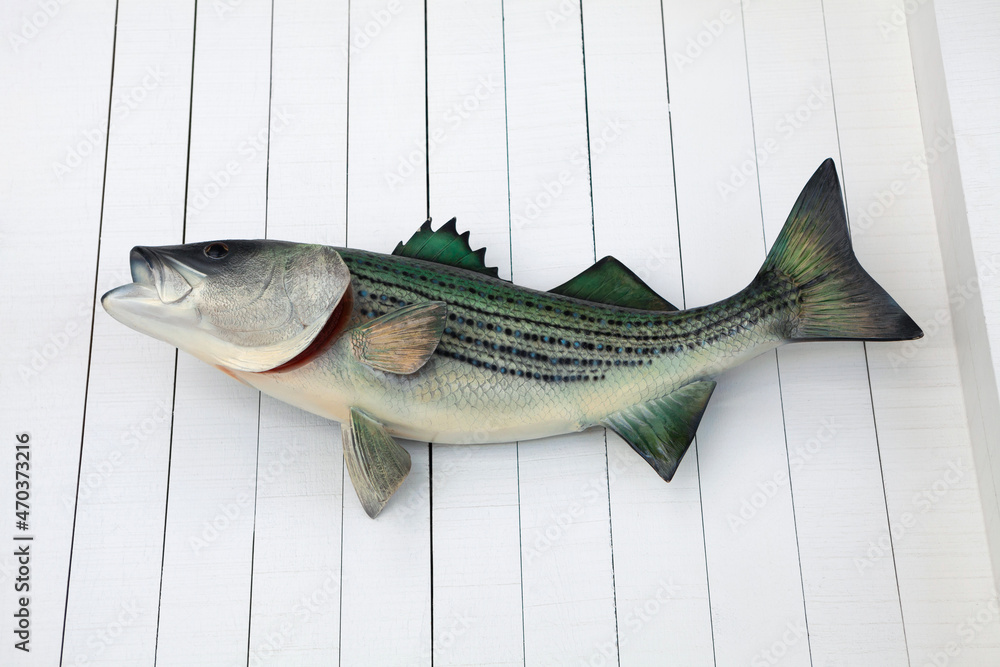 Naklejka premium Fish model on wall.