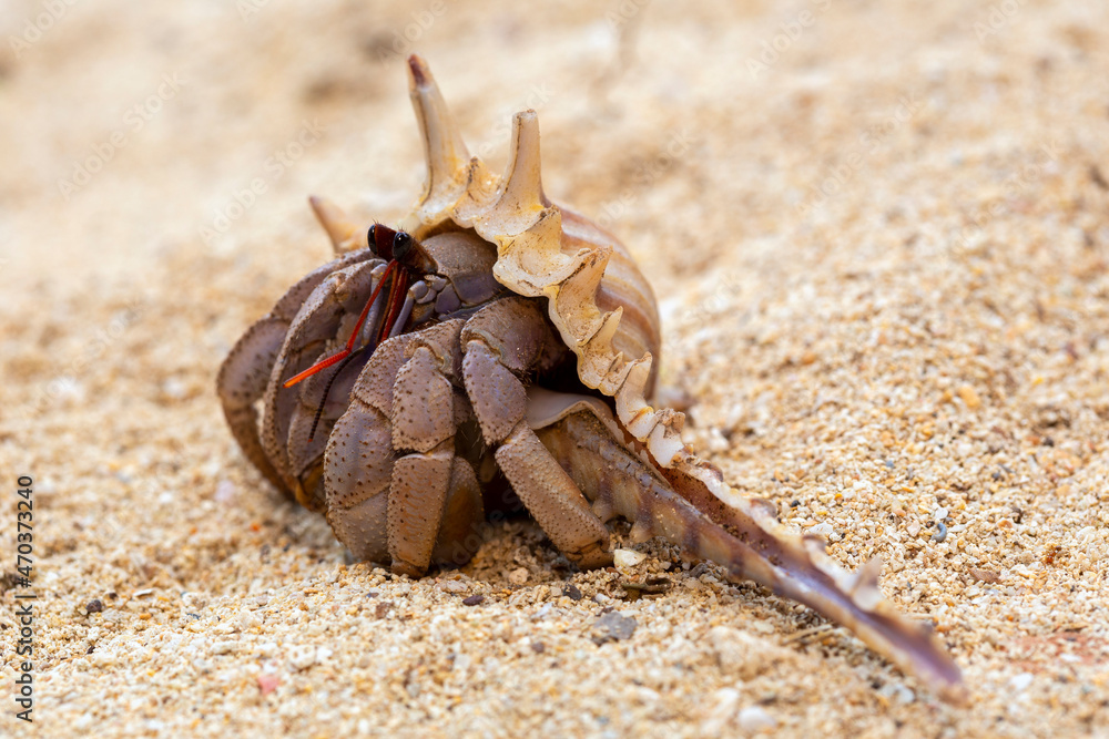 Hermit crab get out from shell to explores the environment in local Seychelle beach