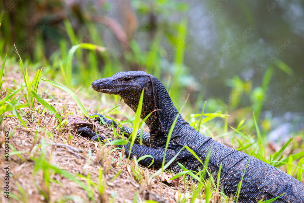 Naklejka premium Monitor lizards sitting on a wood