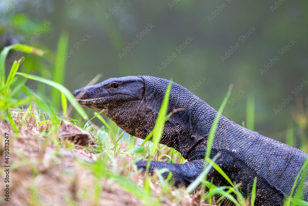 Monitor lizards sitting on a wood Monitor lizards sitting on a wood