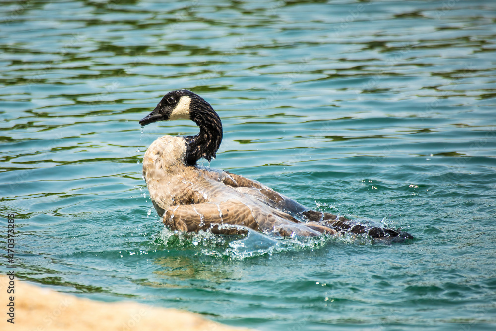 Fototapeta premium Canada Goose Bathing in Lake