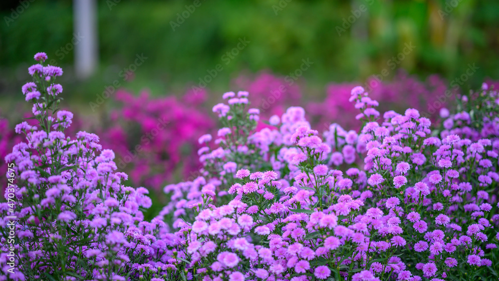 Fototapeta premium Flowers In The Garden