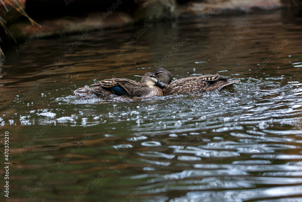 two ducks acting playfully in a pond in Adelaide, South Australia two ducks acting playfully in a pond in Adelaide, South Australia