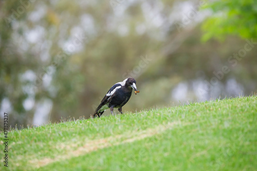 Australian native magpie bird on a hill in Adelaide, South Australia