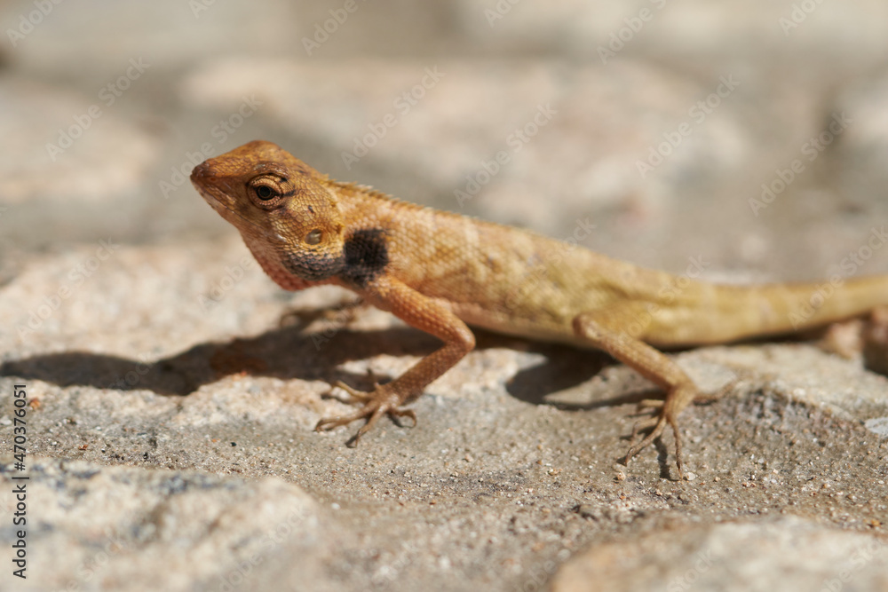 lizard on the stone under the sun lizard on the stone under the sun