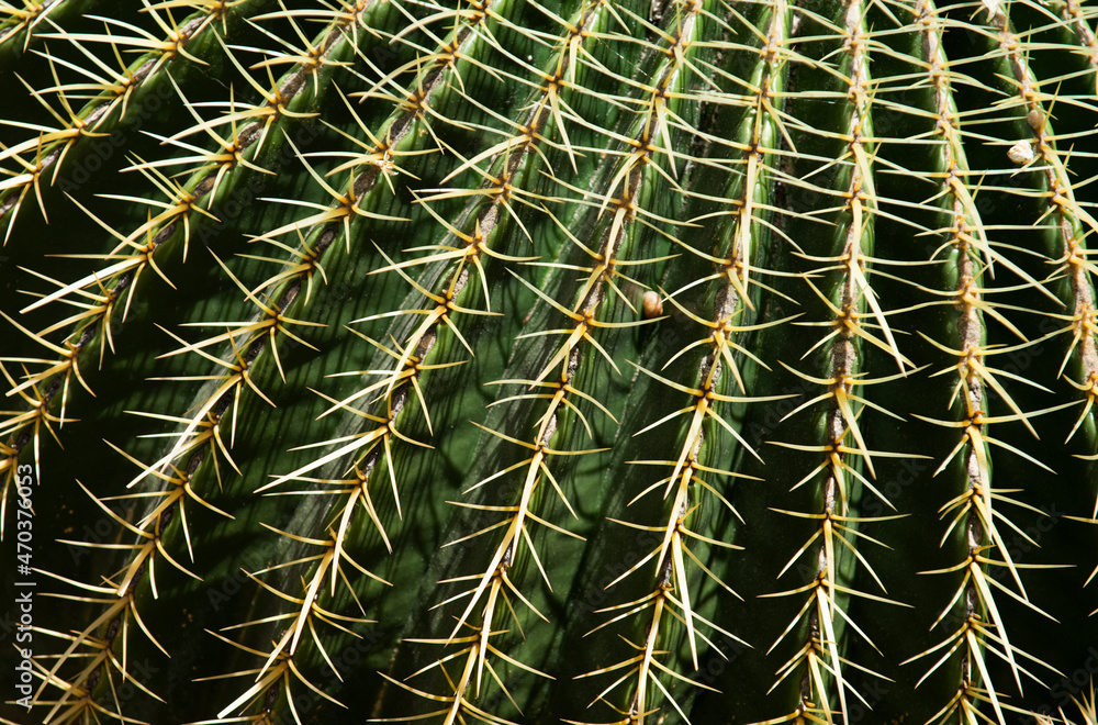 Cactus spiked. Closeup cactus backdround, cacti or cactaceae pattern. Cactus spiked. Closeup cactus backdround, cacti or cactaceae pattern.