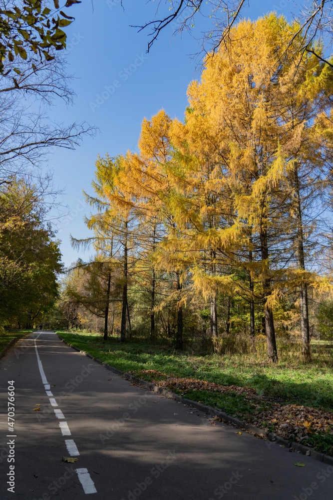 A road with beautiful yellow trees in a city park in autumn.