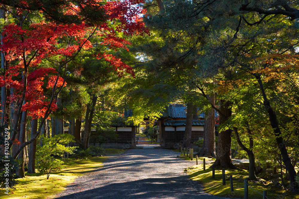 Naklejka premium 秋の日本庭園