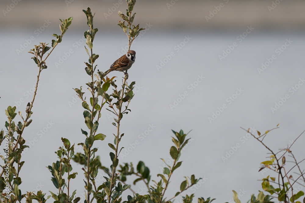 sparrow on the branch