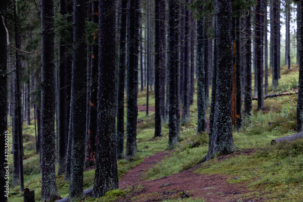 many pine trees on the forest path many pine trees on the forest path