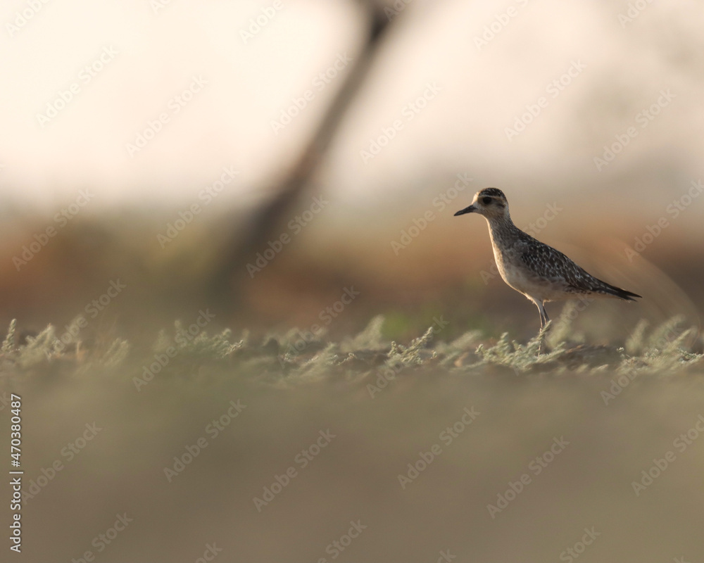 Pacific golden plover bird standing on ground. Pluvialis fulva. Shorebird. Pacific golden plover bird standing on ground. Pluvialis fulva. Shorebird.