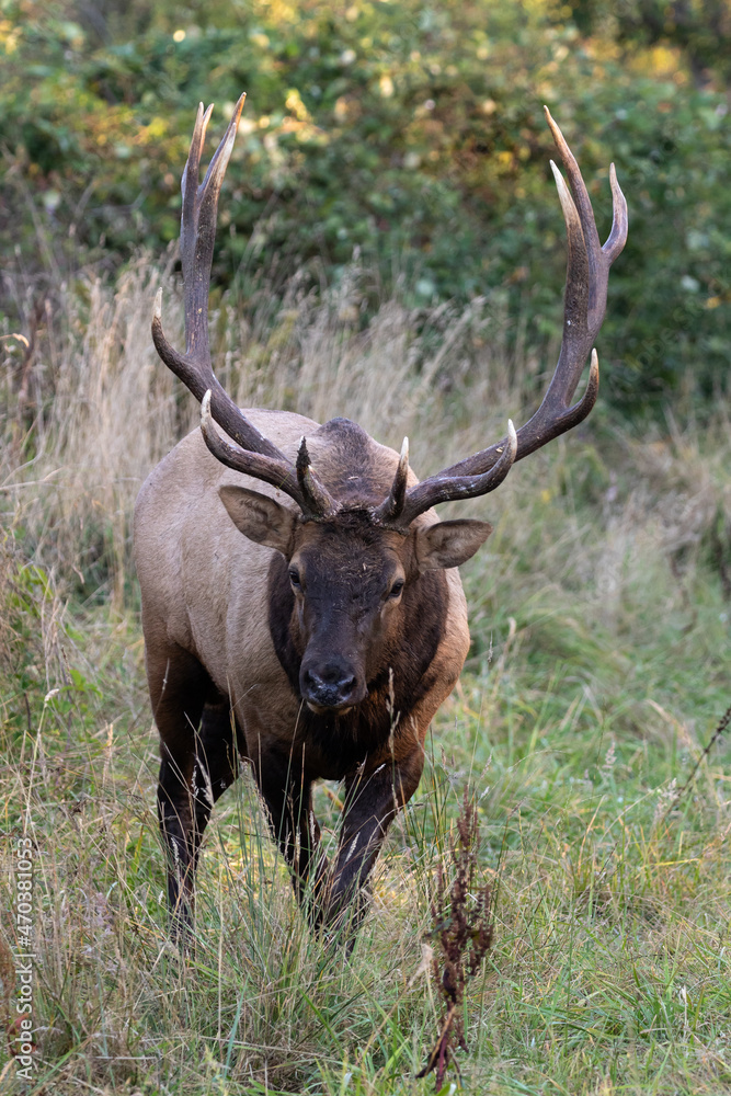 Roosevelt bull elk walking forward Roosevelt bull elk walking forward