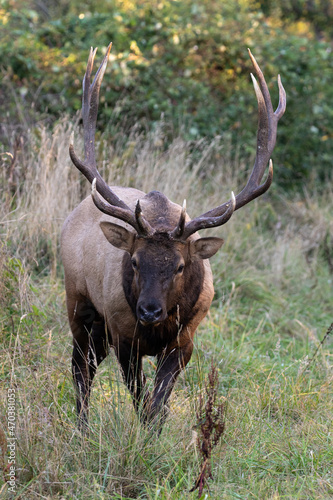 Roosevelt bull elk walking forward