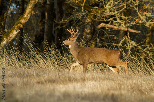 blacktail buck walking along field edge in Oregon