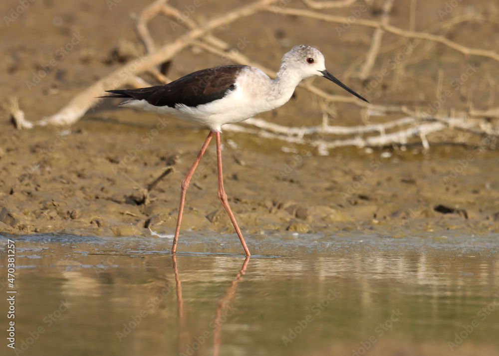 The black-winged stilt is a widely distributed very long-legged wader in the avocet and stilt family. Himantopus himantopus. The black-winged stilt is a widely distributed very long-legged wader in the avocet and stilt family. Himantopus himantopus.