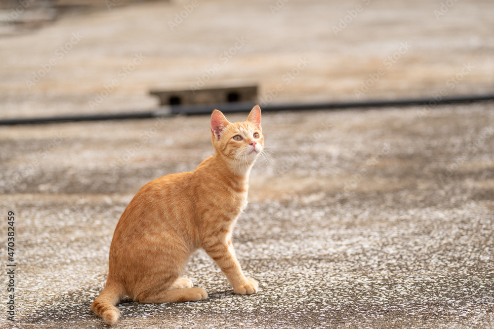 見つめる猫