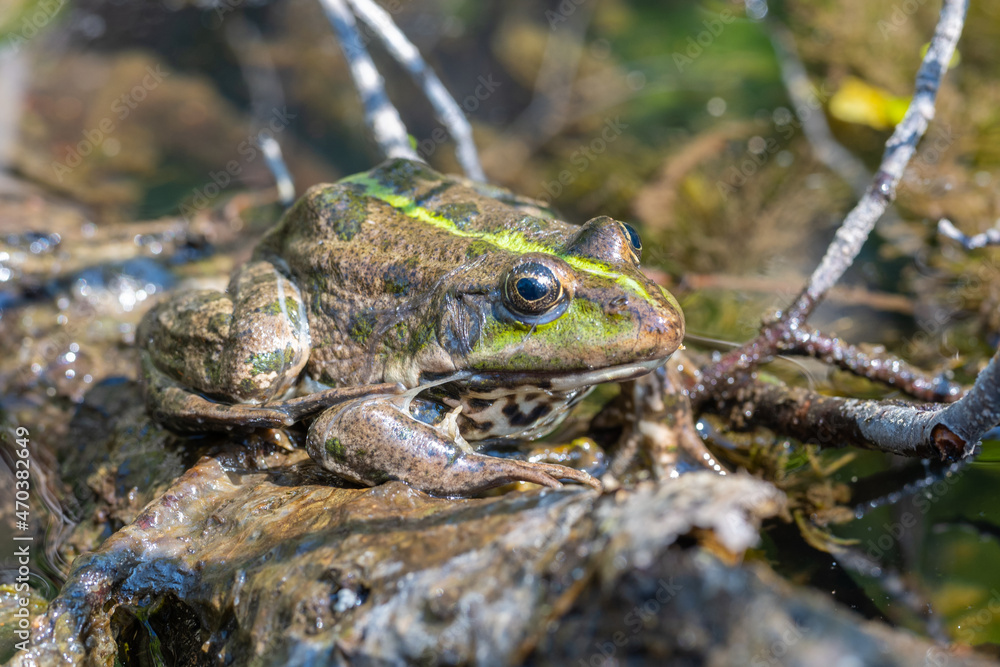 Large speckled frog close-up in the wild. Animal in good quality. Large speckled frog close-up in the wild. Animal in good quality.