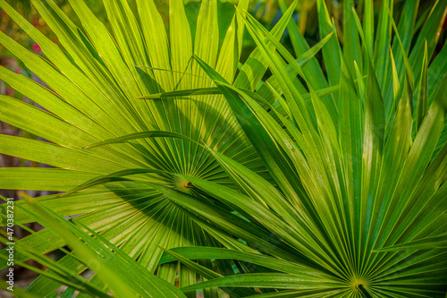 Lush Palm leaf Background