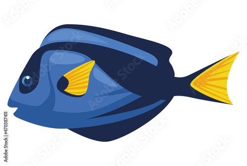 Fototapeta damsel fish exotic