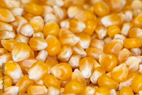 Corn. Close-up of organic yellow corn seed or maize. Macro raw popcorn.