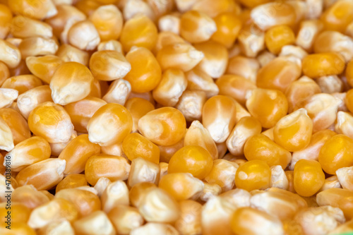 Corn. Close-up of organic yellow corn seed or maize. Macro raw popcorn.