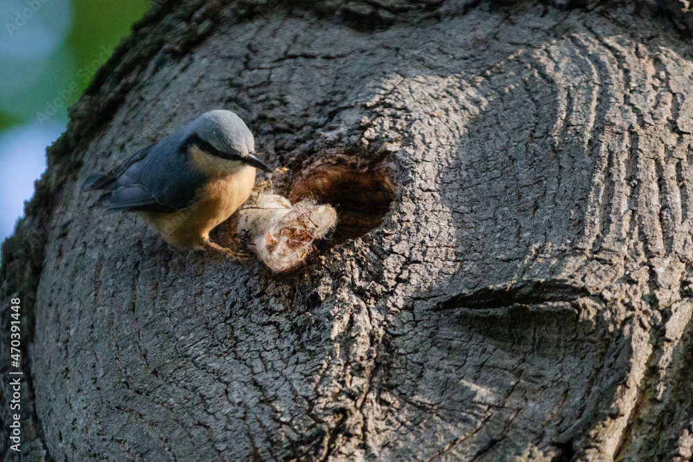 Obraz premium eurasian nuthatch