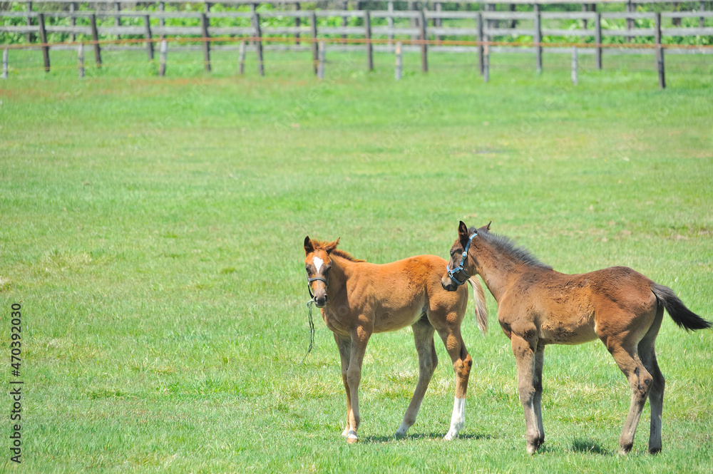 Fototapeta premium 牧場で遊ぶ美しいサラブレッドの仔馬