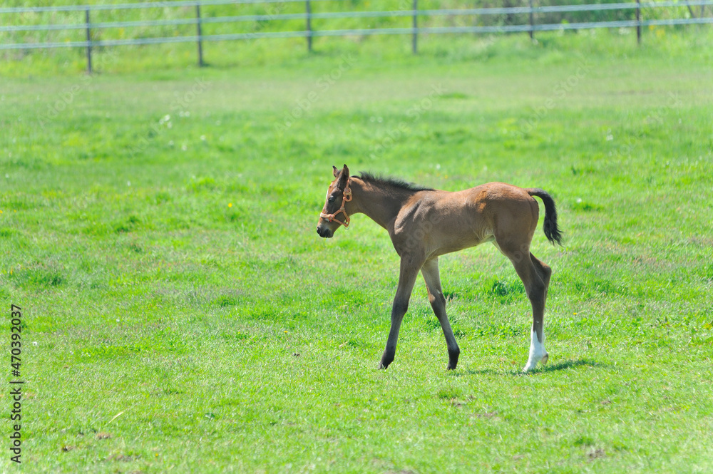 Fototapeta premium 牧場で遊ぶ美しいサラブレッドの仔馬